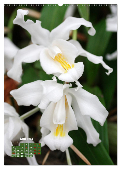 Orchideenschätze (CALVENDO Premium Wandkalender 2024)