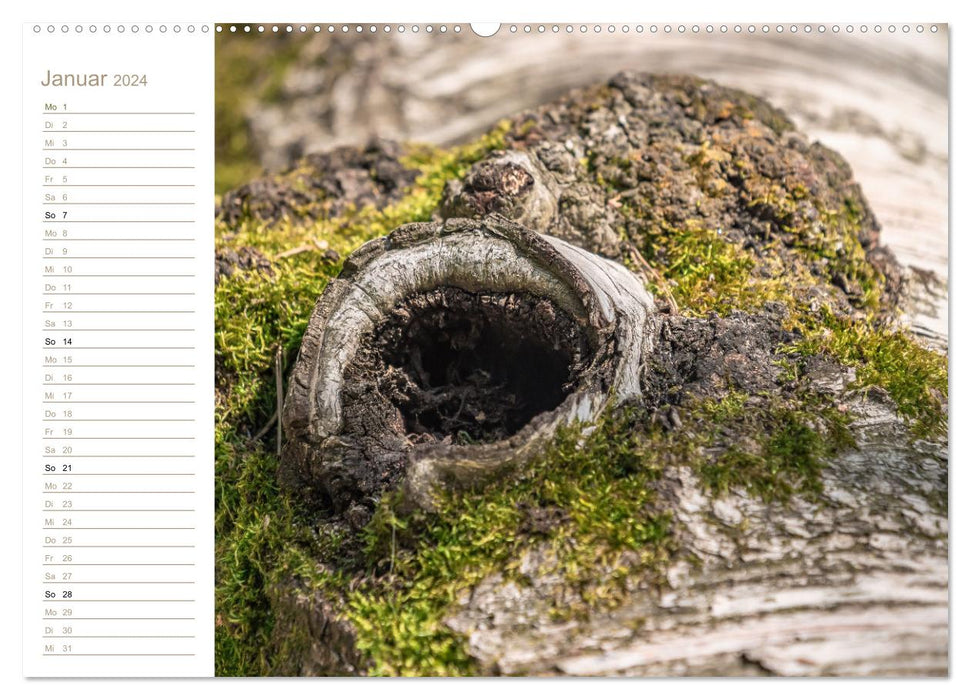 Natur in Miniatur - Mooswelten (CALVENDO Premium Wandkalender 2024)