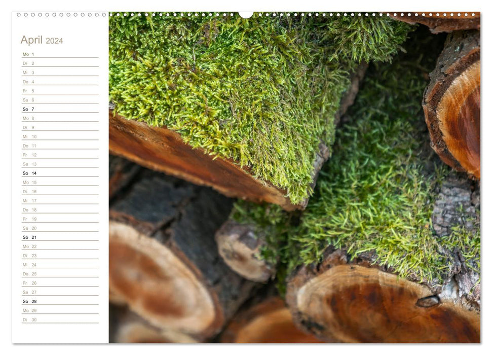 Nature en miniature – Moss Worlds (Calvendo Premium Calendrier mural 2024) 