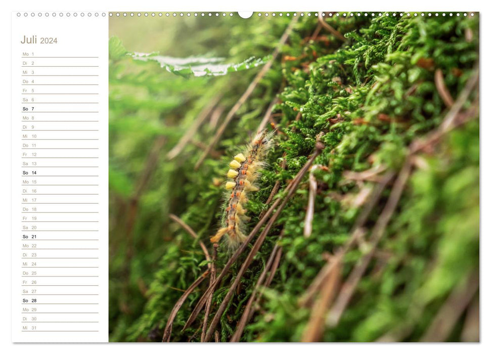 Nature in Miniature - Moss Worlds (CALVENDO Premium Wall Calendar 2024) 