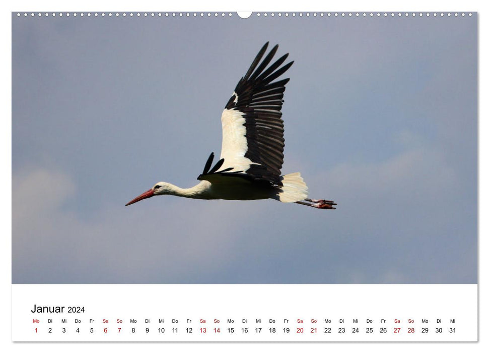 White stork, the proud flyer (CALVENDO Premium Wall Calendar 2024) 