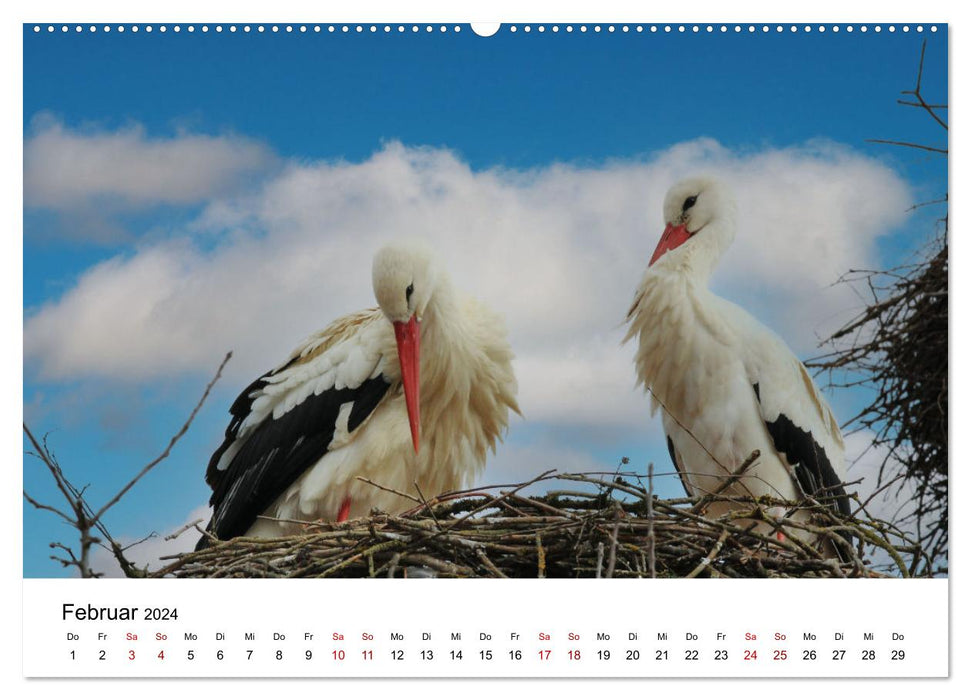 Cigogne blanche, la fière dépliante (Calendrier mural CALVENDO Premium 2024) 