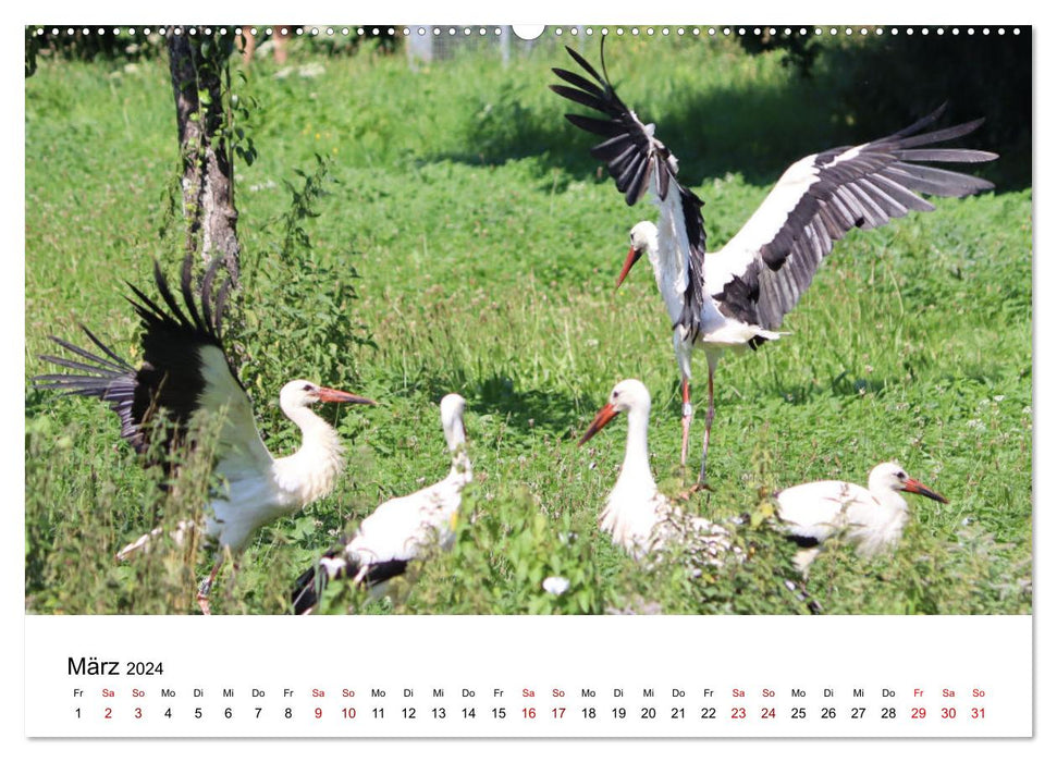 Cigogne blanche, la fière dépliante (Calendrier mural CALVENDO Premium 2024) 