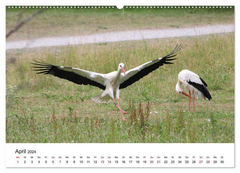 Cigogne blanche, la fière dépliante (Calendrier mural CALVENDO Premium 2024) 