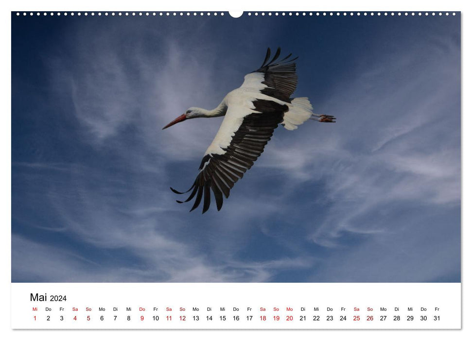 Cigogne blanche, la fière dépliante (Calendrier mural CALVENDO Premium 2024) 