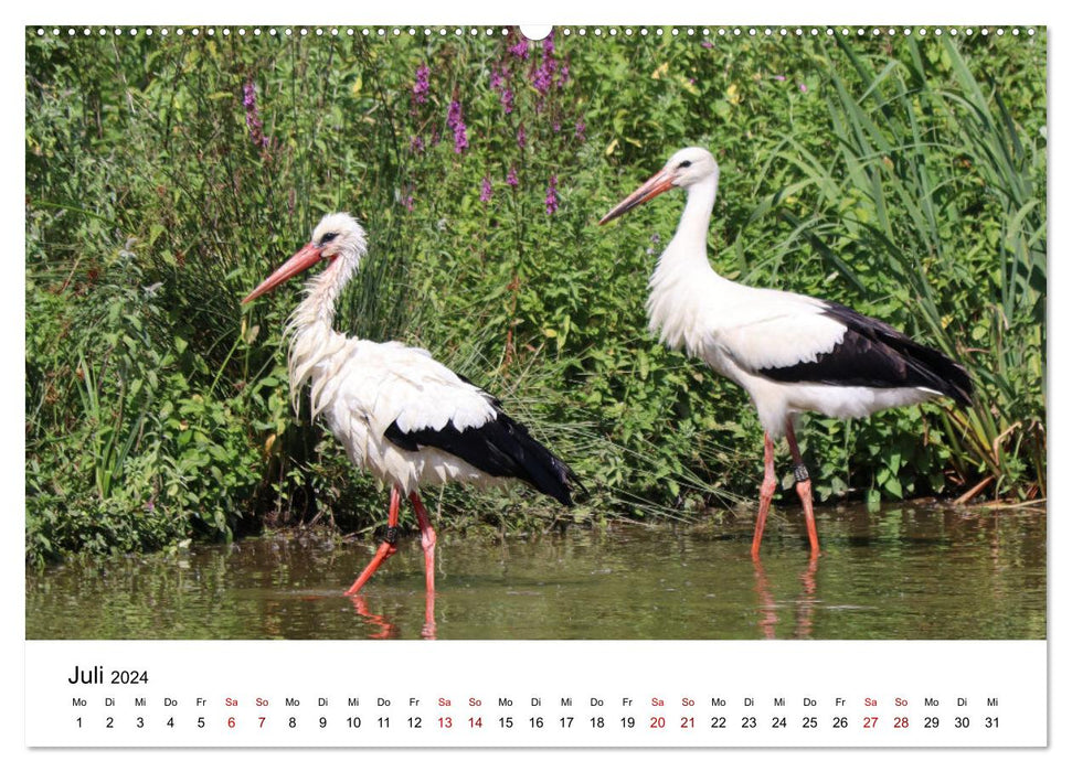 Weißstorch, der stolze Flieger (CALVENDO Premium Wandkalender 2024)