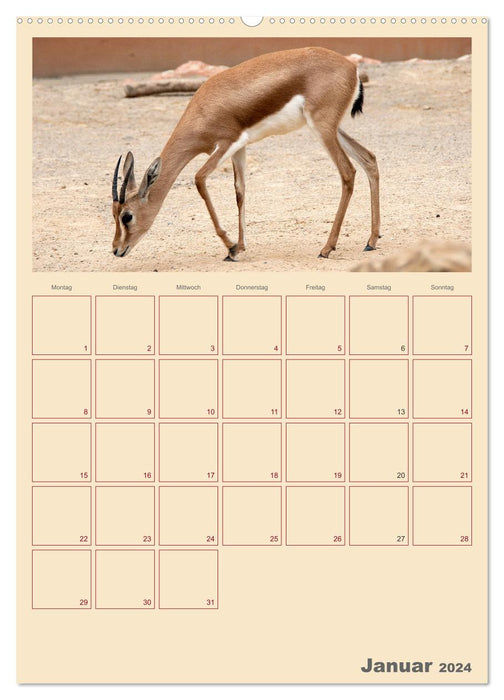 A little visit to the zoo. Family planner (CALVENDO Premium wall calendar 2024) 