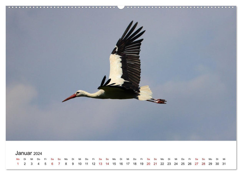 Cigogne blanche, la fière flyer (Calendrier mural CALVENDO 2024) 