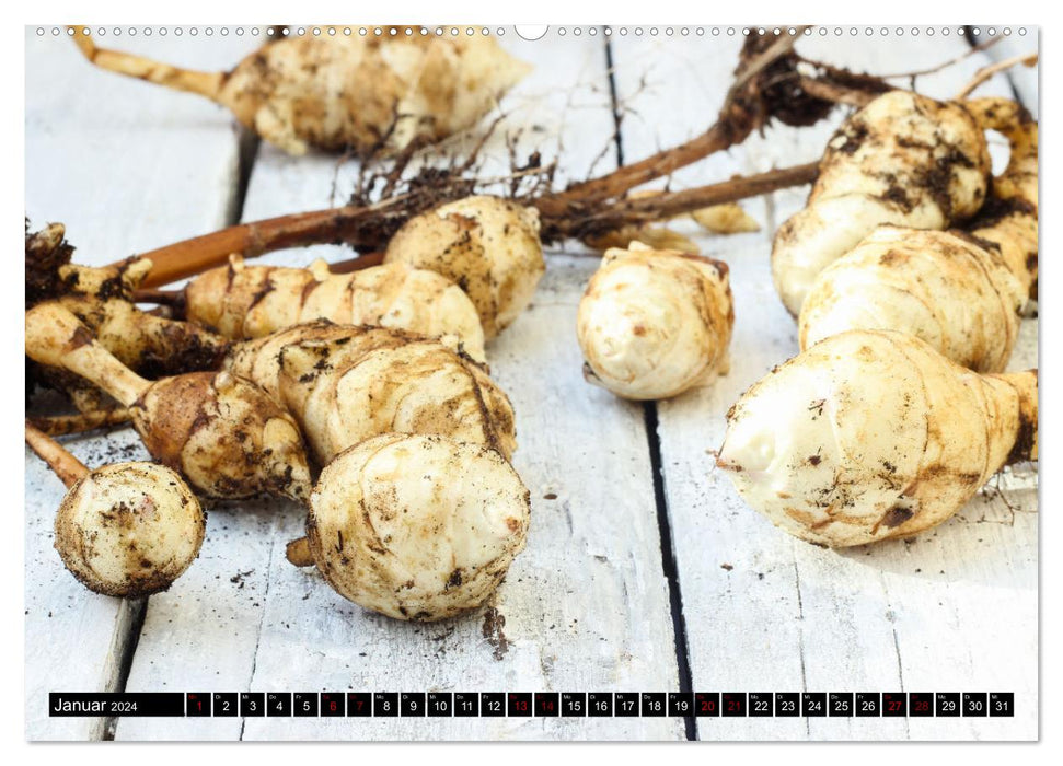 Delicious Jerusalem artichokes (CALVENDO Premium Wall Calendar 2024) 