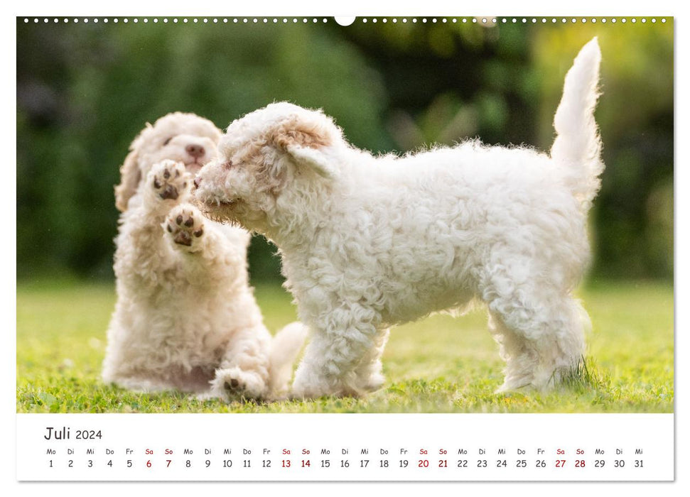 Lagotto Romagnolo - Spiel und Spaß in der Welpenzeit (CALVENDO Premium Wandkalender 2024)