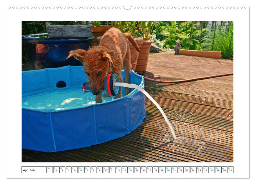 Chiara, a young Irish Terrier (CALVENDO wall calendar 2024) 