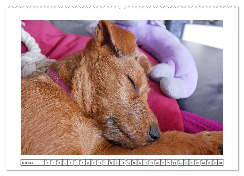 Chiara, a young Irish Terrier (CALVENDO wall calendar 2024) 