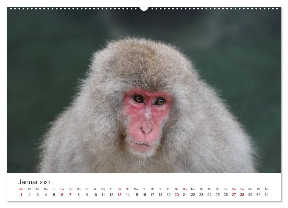 Japan's Snow Monkeys (CALVENDO Premium Wall Calendar 2024) 