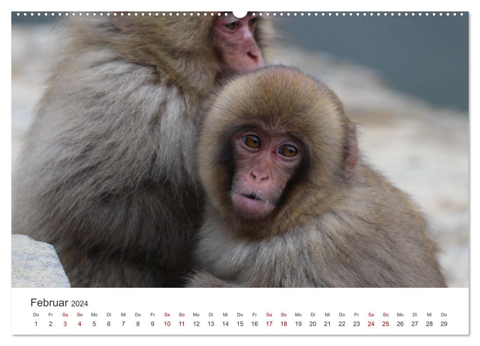 Japan's Snow Monkeys (CALVENDO Premium Wall Calendar 2024) 