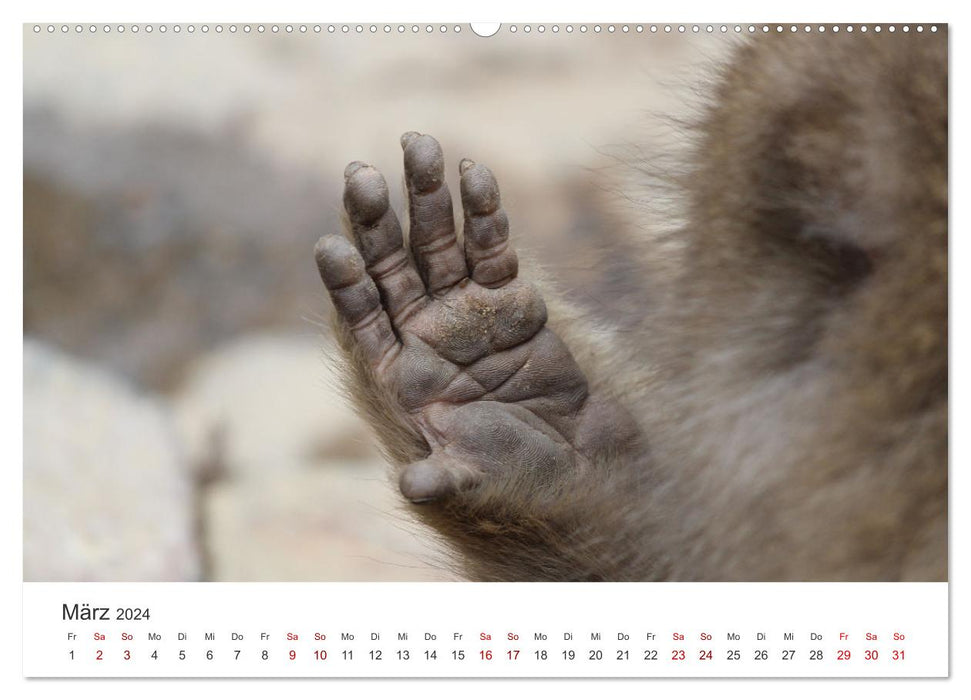 Japan's Snow Monkeys (CALVENDO Premium Wall Calendar 2024) 