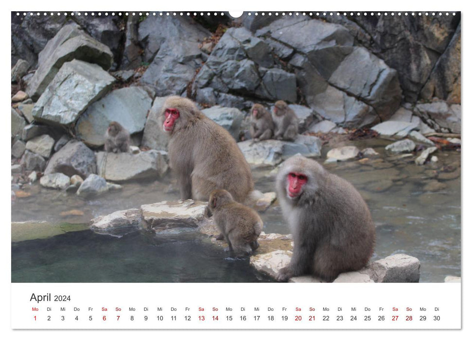 Japan's Snow Monkeys (CALVENDO Premium Wall Calendar 2024) 