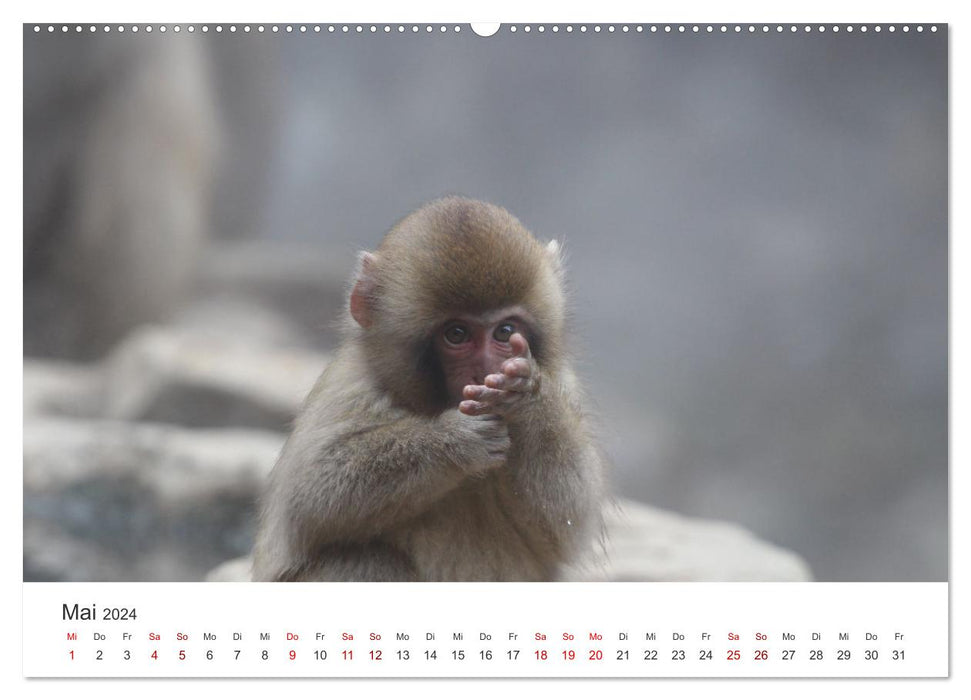 Japan's Snow Monkeys (CALVENDO Premium Wall Calendar 2024) 