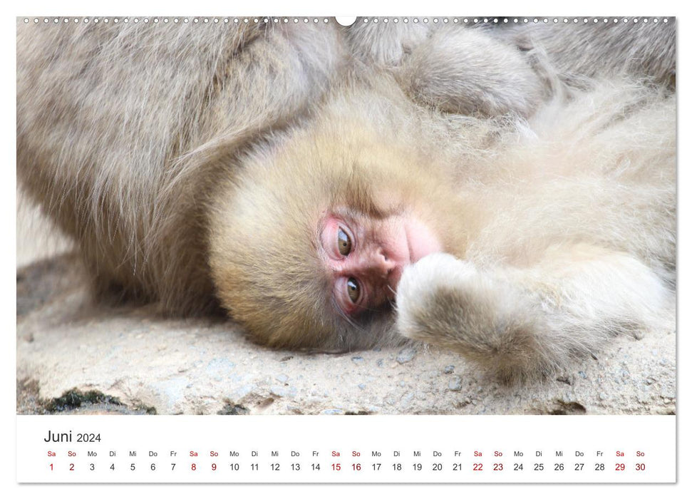 Japan's Snow Monkeys (CALVENDO Premium Wall Calendar 2024) 