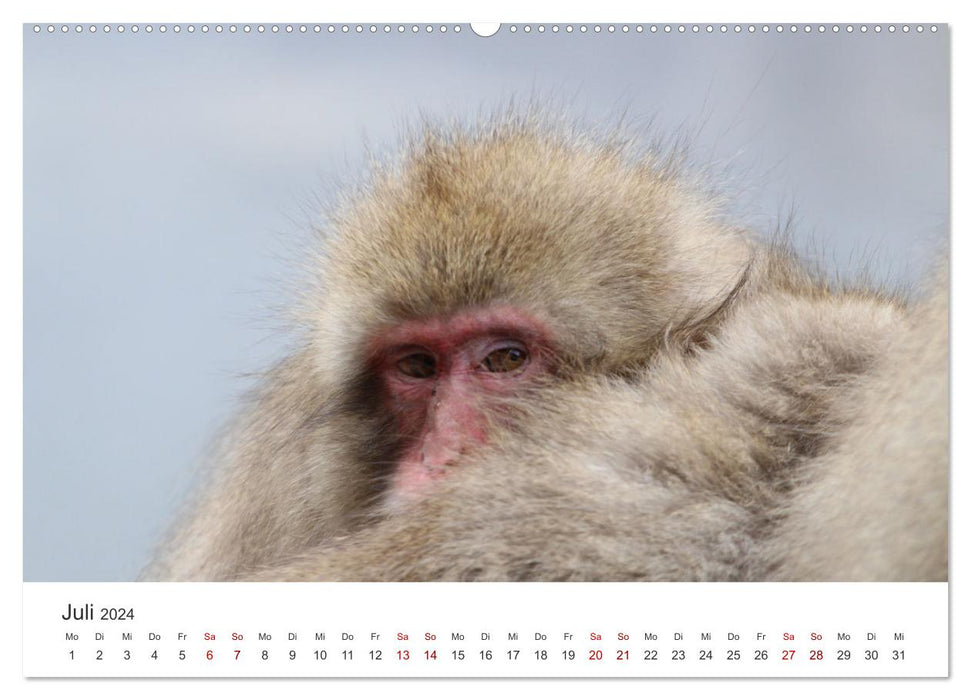 Japan's Snow Monkeys (CALVENDO Premium Wall Calendar 2024) 