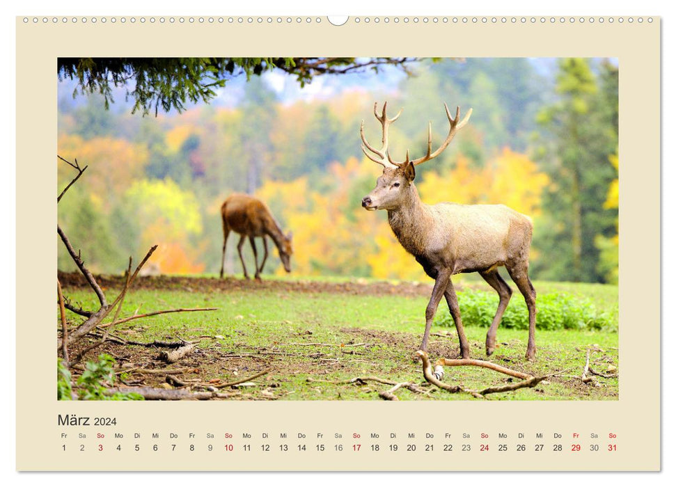 Tiere im Wald. Bezaubernde Begegnungen (CALVENDO Premium Wandkalender 2024)