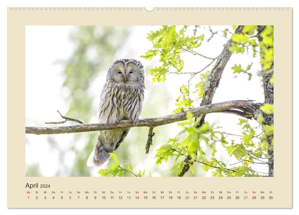 Animals in the forest. Enchanting Encounters (CALVENDO Premium Wall Calendar 2024) 