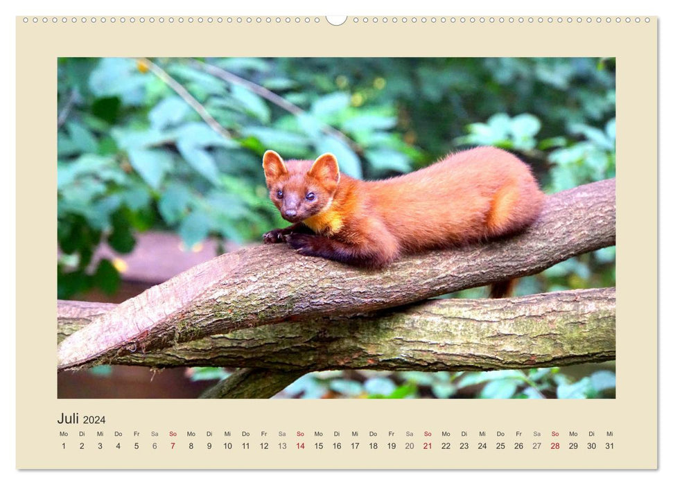 Animals in the forest. Enchanting Encounters (CALVENDO Premium Wall Calendar 2024) 