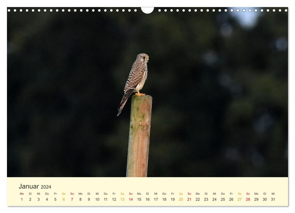 In the territory of the falcons (CALVENDO wall calendar 2024) 