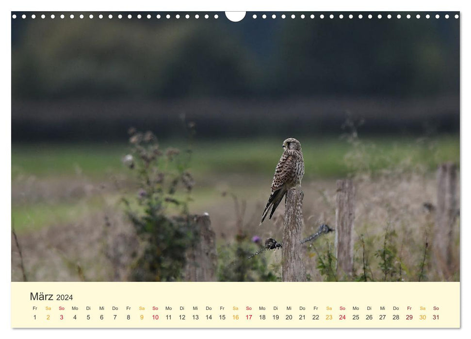 In the territory of the falcons (CALVENDO wall calendar 2024) 