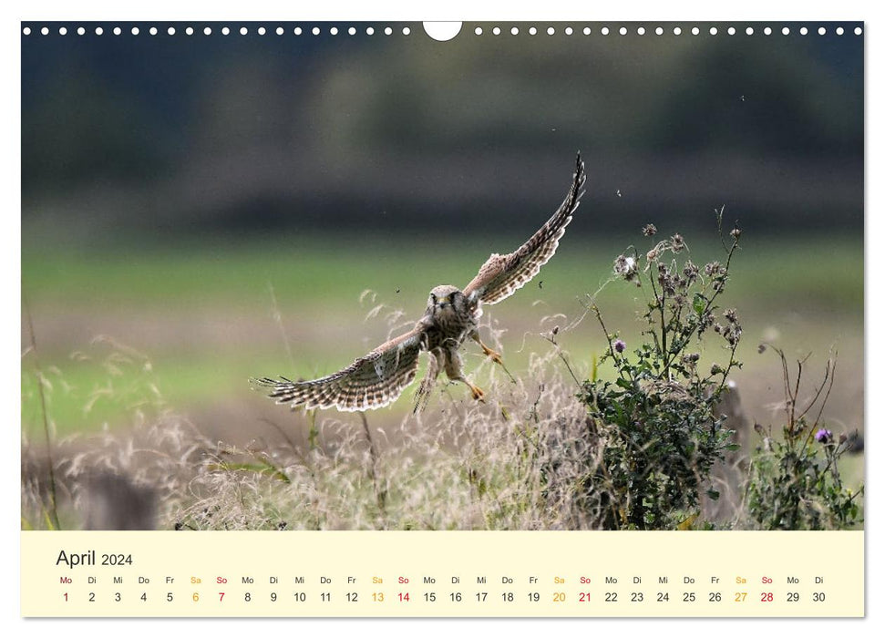 In the territory of the falcons (CALVENDO wall calendar 2024) 