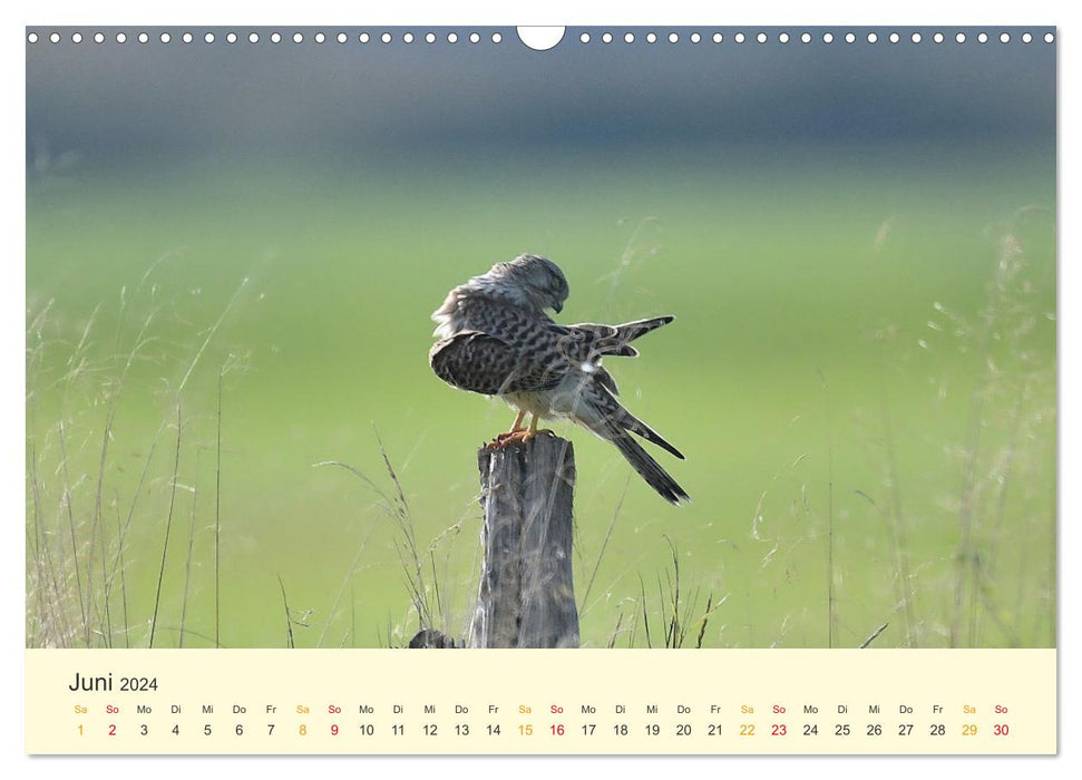 In the territory of the falcons (CALVENDO wall calendar 2024) 