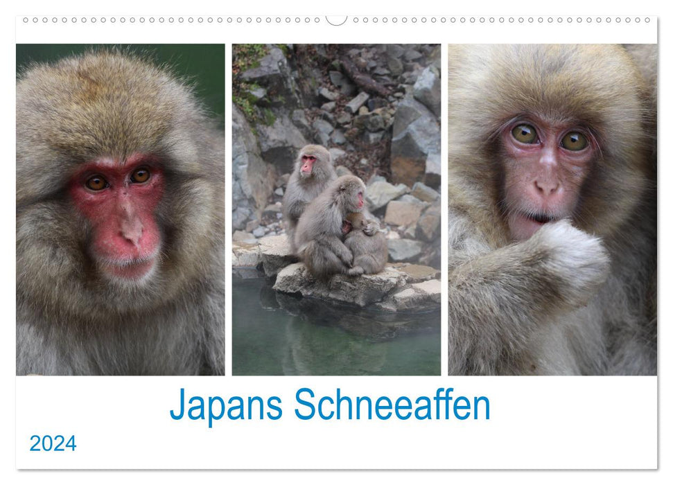 Japan's snow monkeys (CALVENDO wall calendar 2024) 