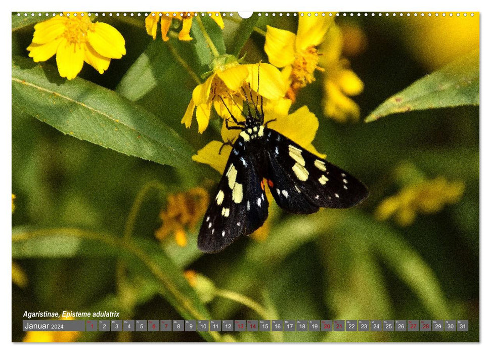 Nepal's Butterflies (CALVENDO Premium Wall Calendar 2024) 