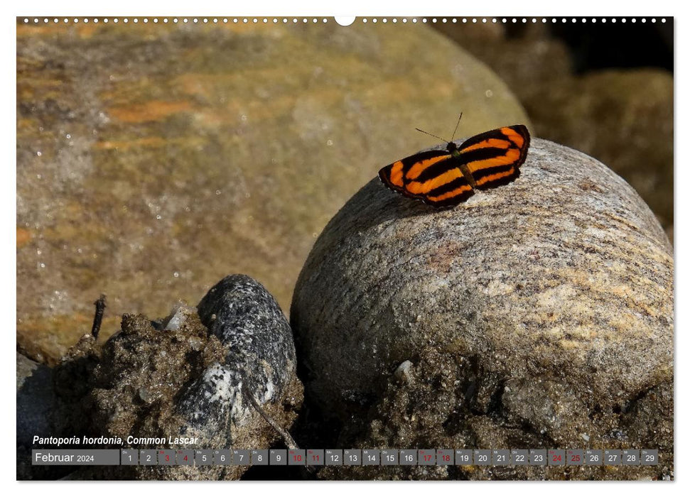 Nepal's Butterflies (CALVENDO Premium Wall Calendar 2024) 