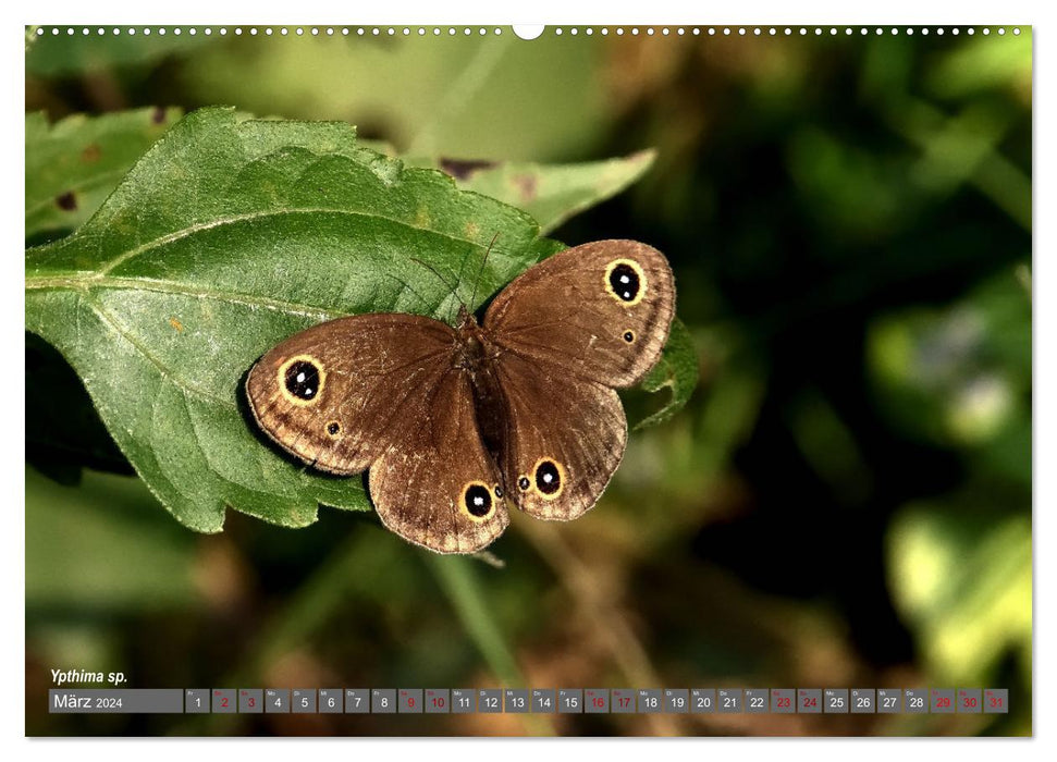 Nepal's Butterflies (CALVENDO Premium Wall Calendar 2024) 