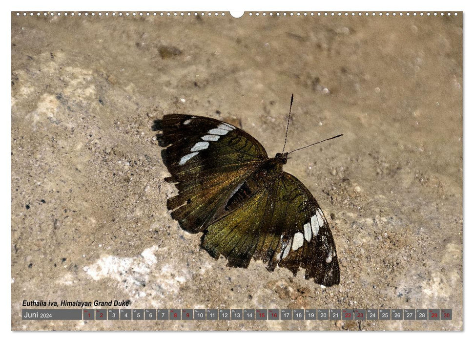 Nepal's Butterflies (CALVENDO Premium Wall Calendar 2024) 