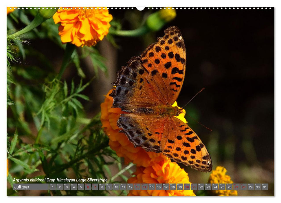 Nepal's Butterflies (CALVENDO Premium Wall Calendar 2024) 