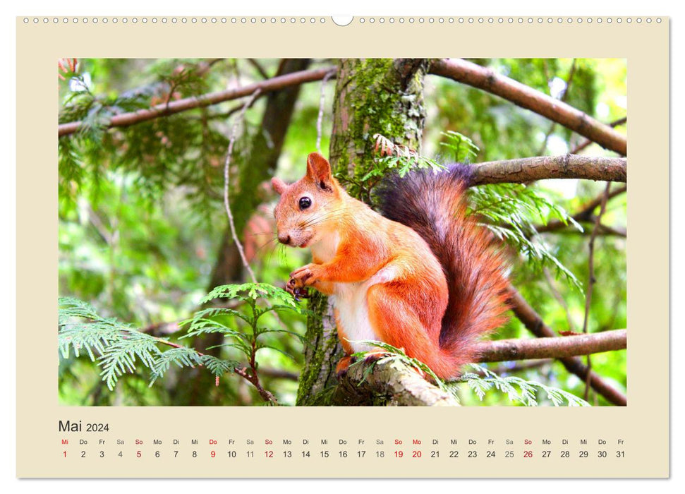 Animals in the forest. Enchanting encounters (CALVENDO wall calendar 2024) 
