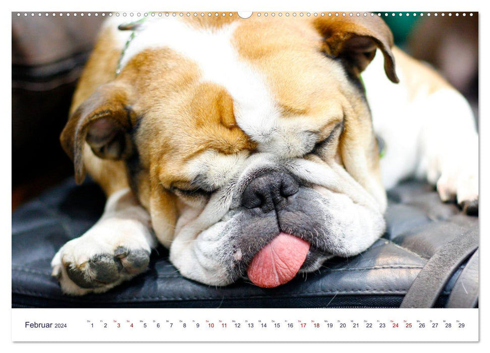 Funny furry friends (CALVENDO Premium Wall Calendar 2024) 