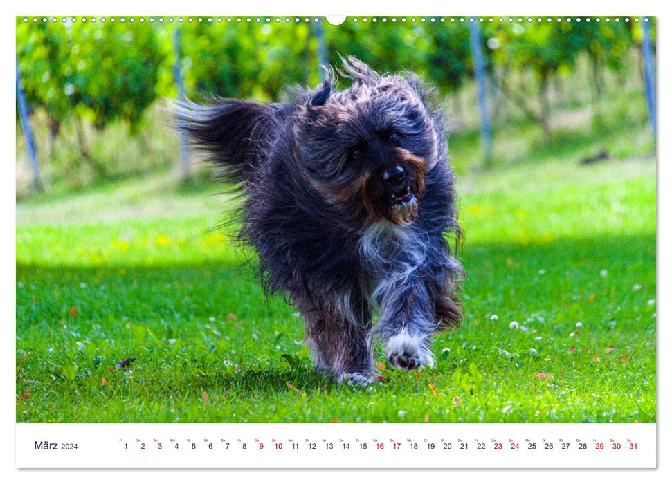 Funny furry friends (CALVENDO Premium Wall Calendar 2024) 