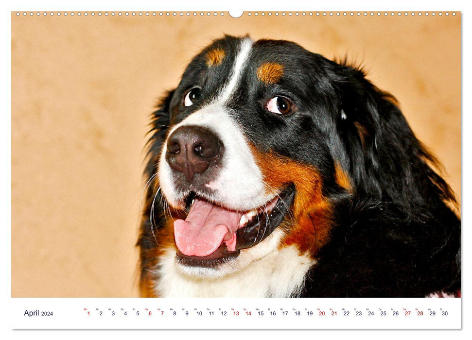 Funny furry friends (CALVENDO Premium Wall Calendar 2024) 