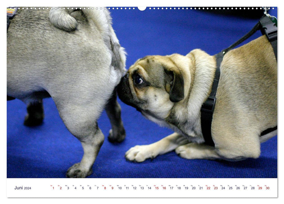 Funny furry friends (CALVENDO Premium Wall Calendar 2024) 