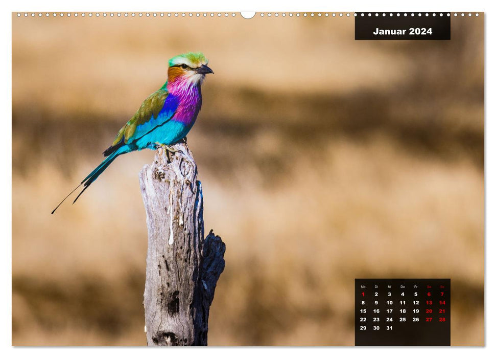 The colorful bird world in the Kruger National Park (CALVENDO Premium Wall Calendar 2024) 