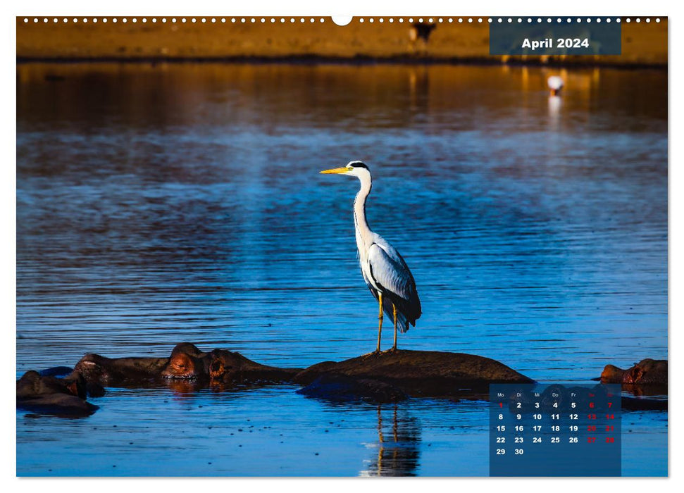 The colorful bird world in the Kruger National Park (CALVENDO Premium Wall Calendar 2024) 