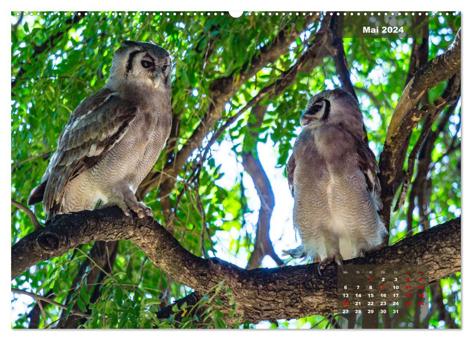 The colorful bird world in the Kruger National Park (CALVENDO Premium Wall Calendar 2024) 