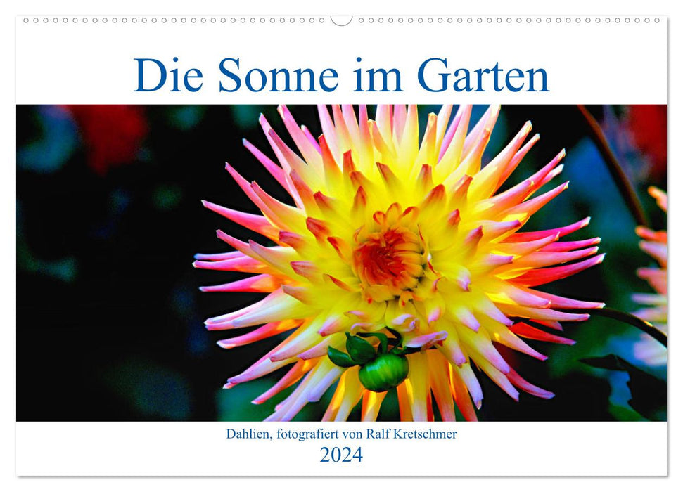 Die Sonne im Garten - Dahlien, fotografiert von Ralf Kretschmer. (CALVENDO Wandkalender 2024)