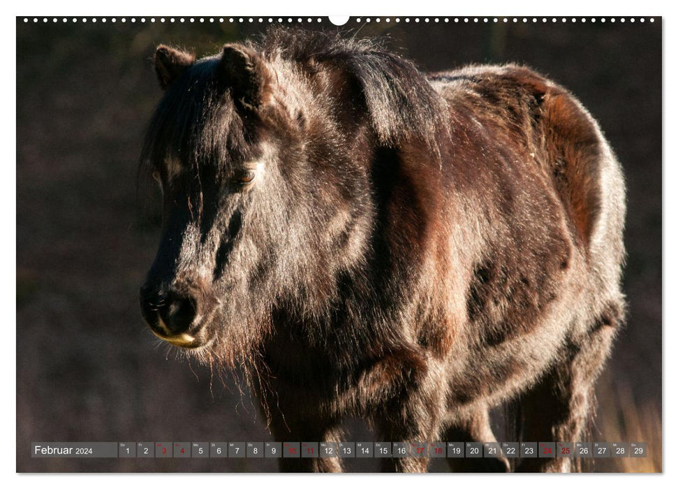 Welsh Mountain Pony - Schwarze Schönheit (CALVENDO Premium Wandkalender 2024)