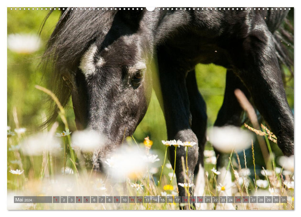 Welsh Mountain Pony - Schwarze Schönheit (CALVENDO Premium Wandkalender 2024)