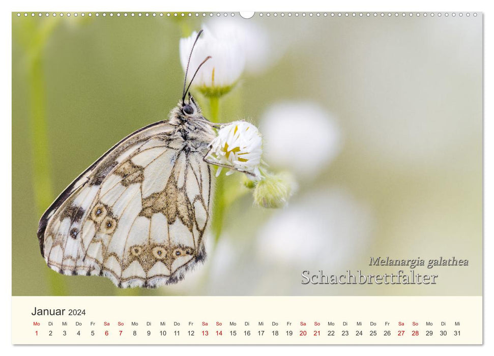 Butterflies - Jewels of the Air (CALVENDO Wall Calendar 2024) 