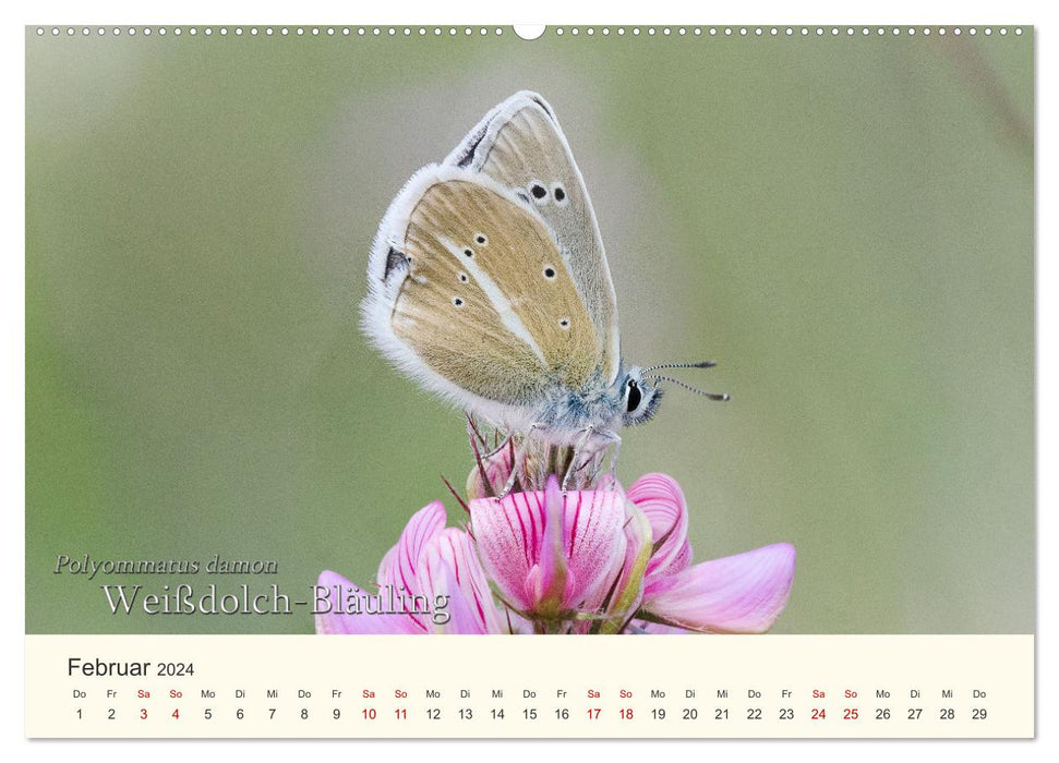 Schmetterlinge - Juwelen der Lüfte (CALVENDO Wandkalender 2024)