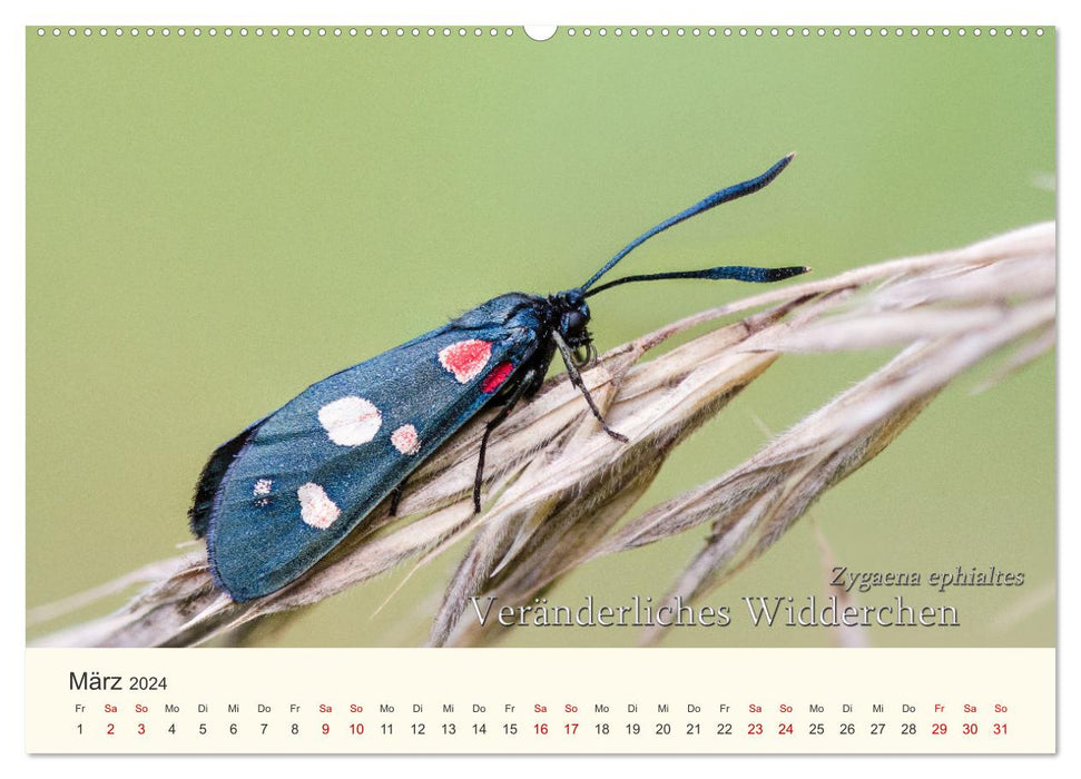 Butterflies - Jewels of the Air (CALVENDO Wall Calendar 2024) 